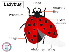 http://www.biblefunforkids.com/2018/06/god-makes-insects-ladybugs.html