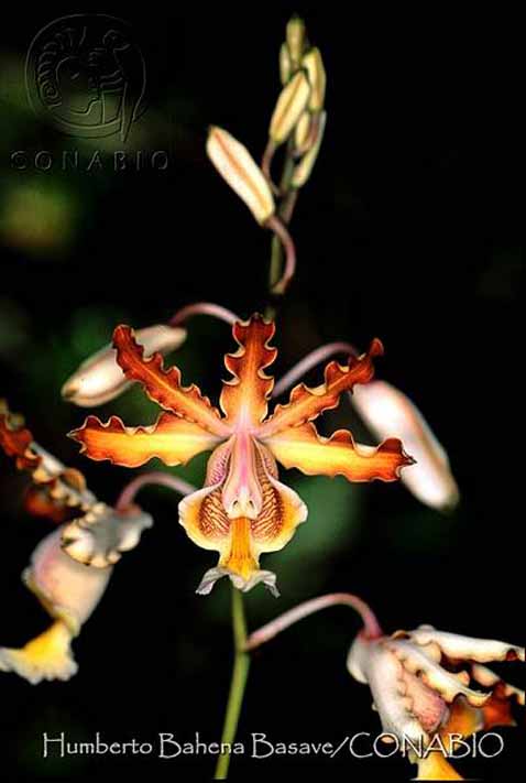 Códigos de Barras de la Vida Silvestre México - Barcode of Wildlife  Project: La Orquídea del flautista: Myrmecophila tibicinis