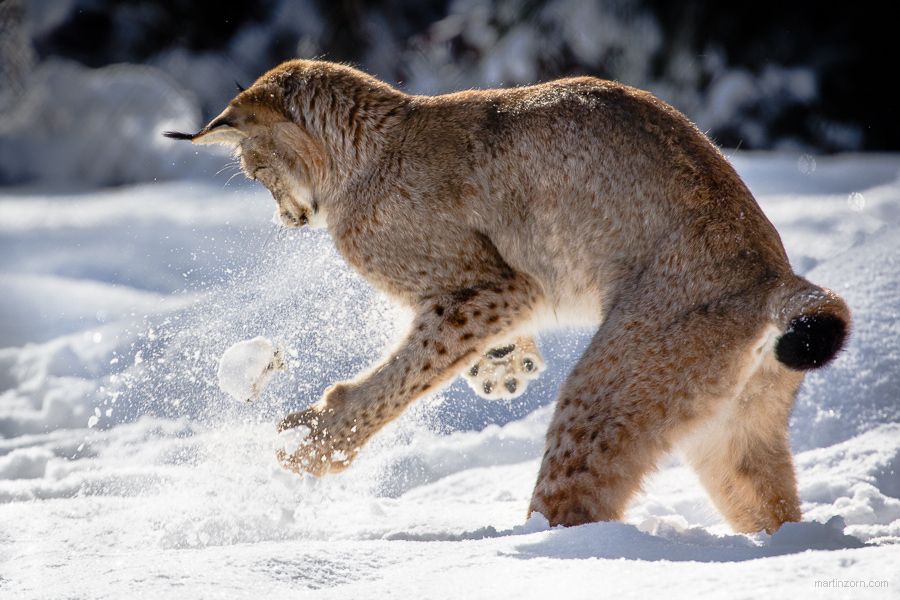 9. Photograph lynx playing with snow by Martin Zorn