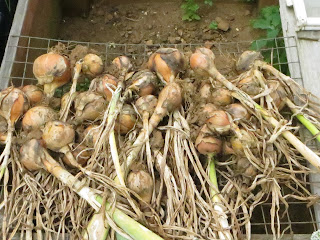 autumn planted onions