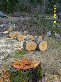 Pihapuut polttopuukokoon kaataen karsien ja pöllikokoon laittaen käteismaksulla Pirkanmaalla