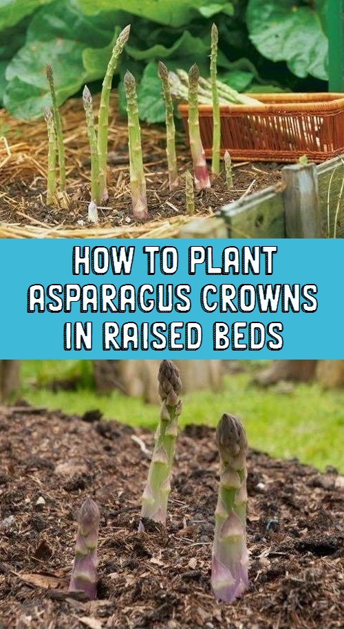 How to plant asparagus crowns in raised beds Organic Gardening