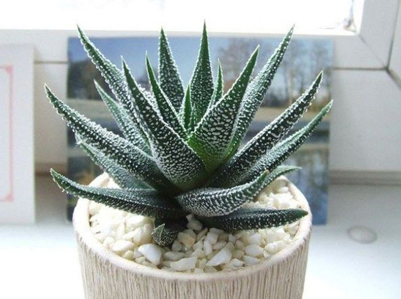 Kỹ thuật trồng và cách chăm sóc cây lô hội