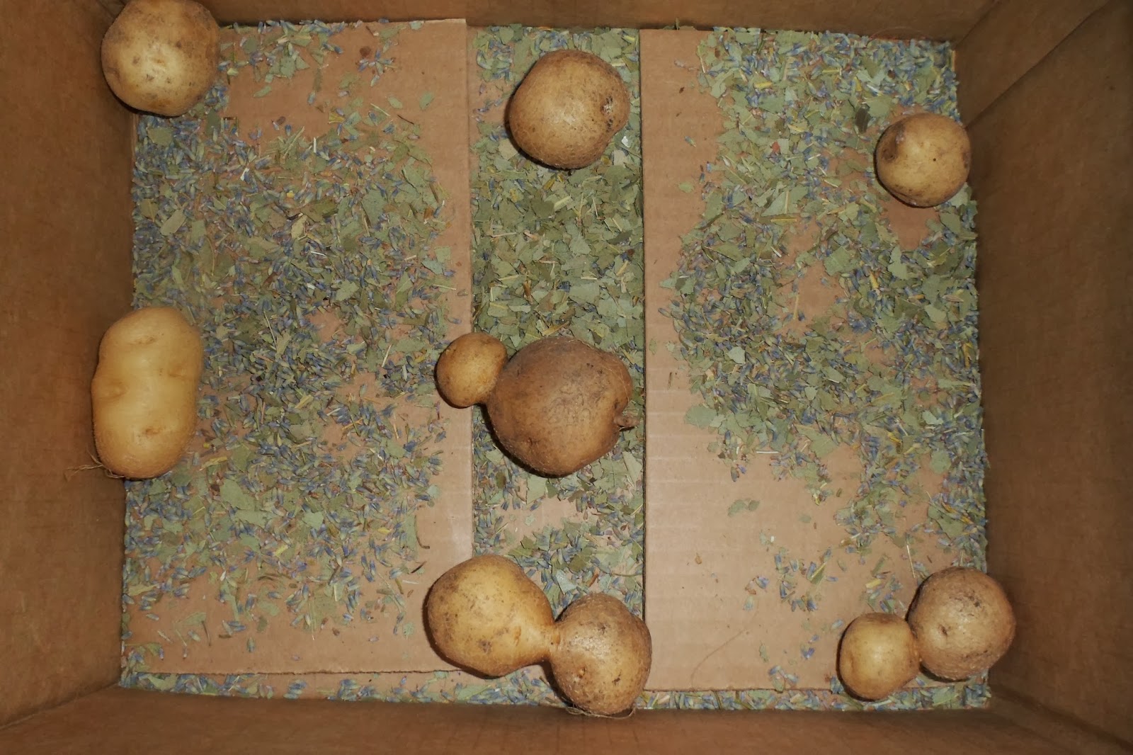 The Perennial Agriculturalist potatoes and winter wheat