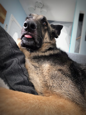 Finn dog gsd couch pink tongue furry shed