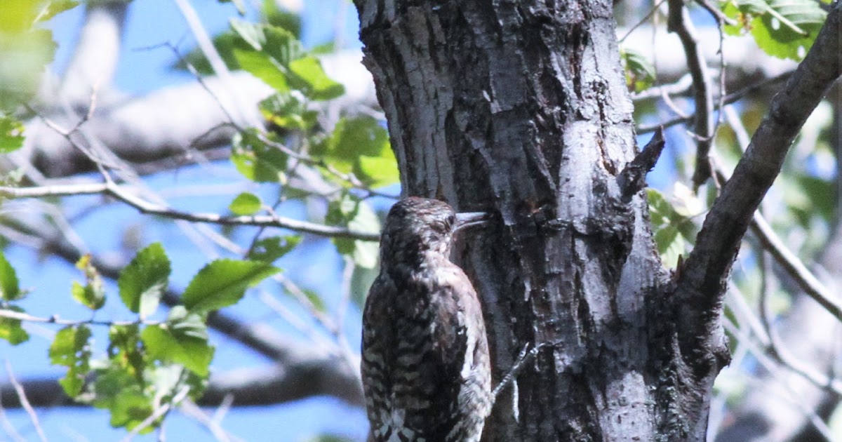 Nature Devotions : Young Red Headed Woodpecker
