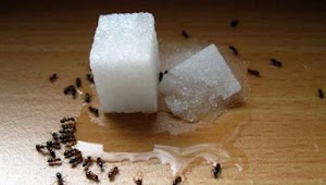 Les anti-fourmis naturels et économiques