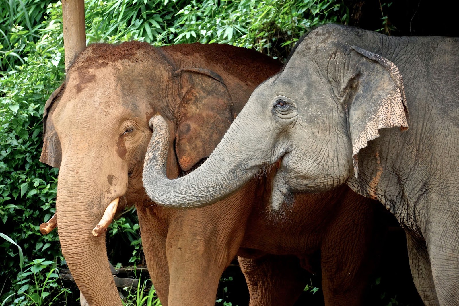Слоновый бивень. Есть ли у слона зубы. Слоненок. Муст у слонов. Есть ли у слона зубы.