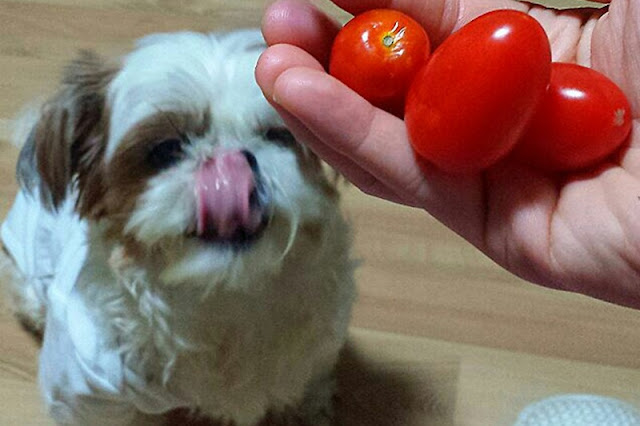Frutas e vegetais que o shih tzu não pode comer