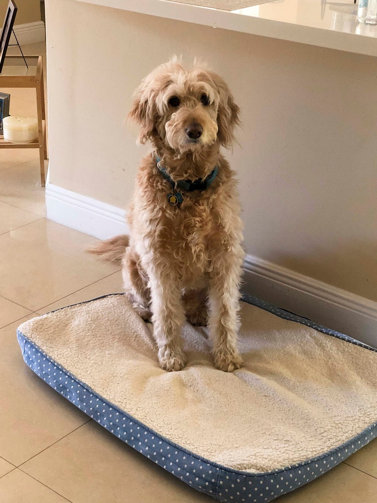 Florida Dog Walkers and Pet Sitters Miami Doggie Daycare & Boarding