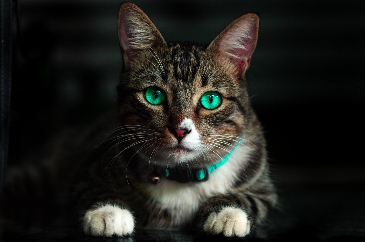 Fakta Menarik Tentang Kucing