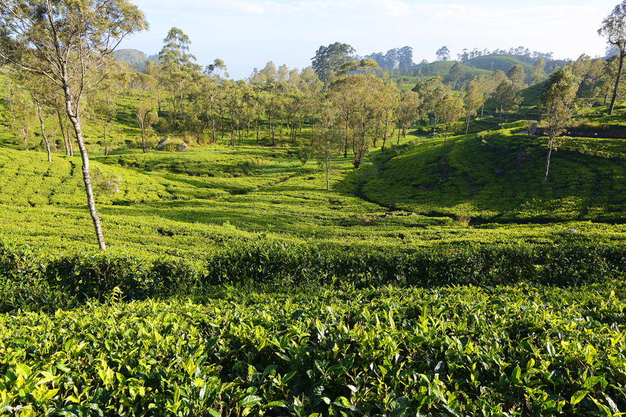 LIPTON'S SEAT, SRI LANKA LIPTON'S SEAT, SRI LANKA