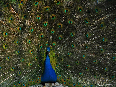 Pauni Peacocks Pfauen Pavos reales