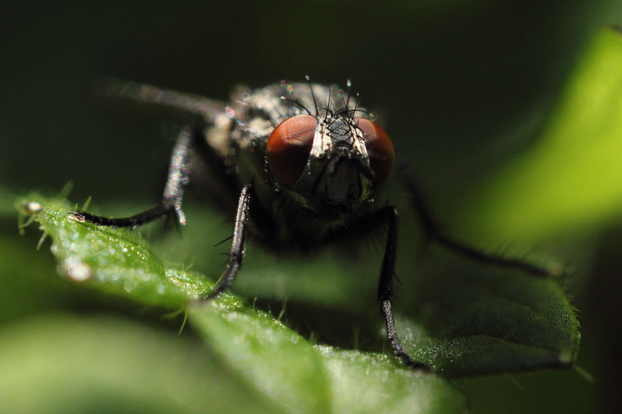 Mini-Wild: Clé Insectus