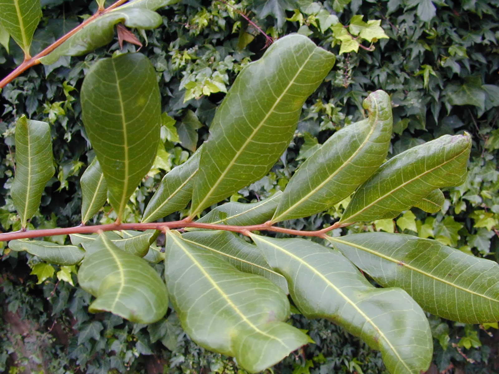 Trees of Santa Cruz County Cupaniopsis anacardioides Carrotwood tree