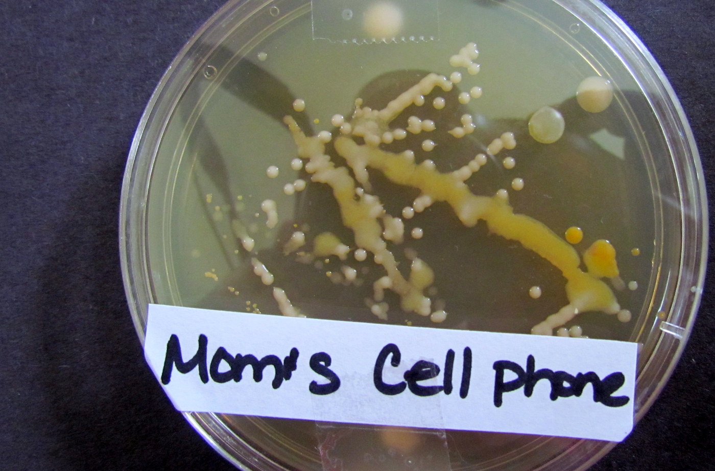 Learn To Grow: How to grow Bacteria Science Experiment