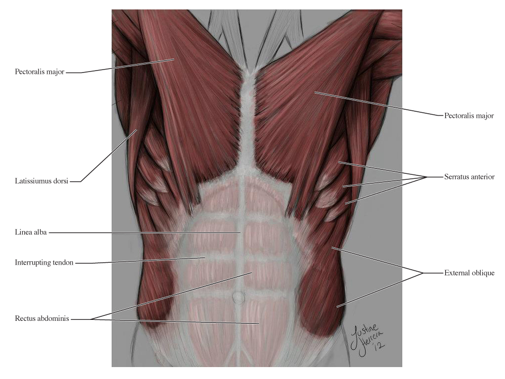 Human Anatomy for the Artist: The Anterior Torso: Peel Away The Layers
