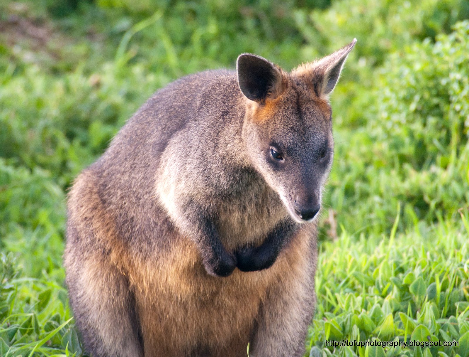 Tofu Photography Swamp wallaby