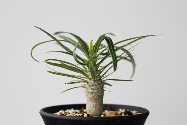 たにことたにく ビッグバザール BB 塊根植物 コーデックス パキポディウム グラキリウス Pachypodium rosulatum var. gracilius baby 小さな苗の画像