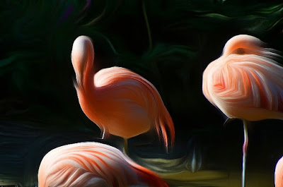 Flamingo, zog flamingo, qızılqaz, chim hồng hạc, plameniak Vogel, bird, oiseau, Uccello, Pássaro, птица, pájaro, kuş,