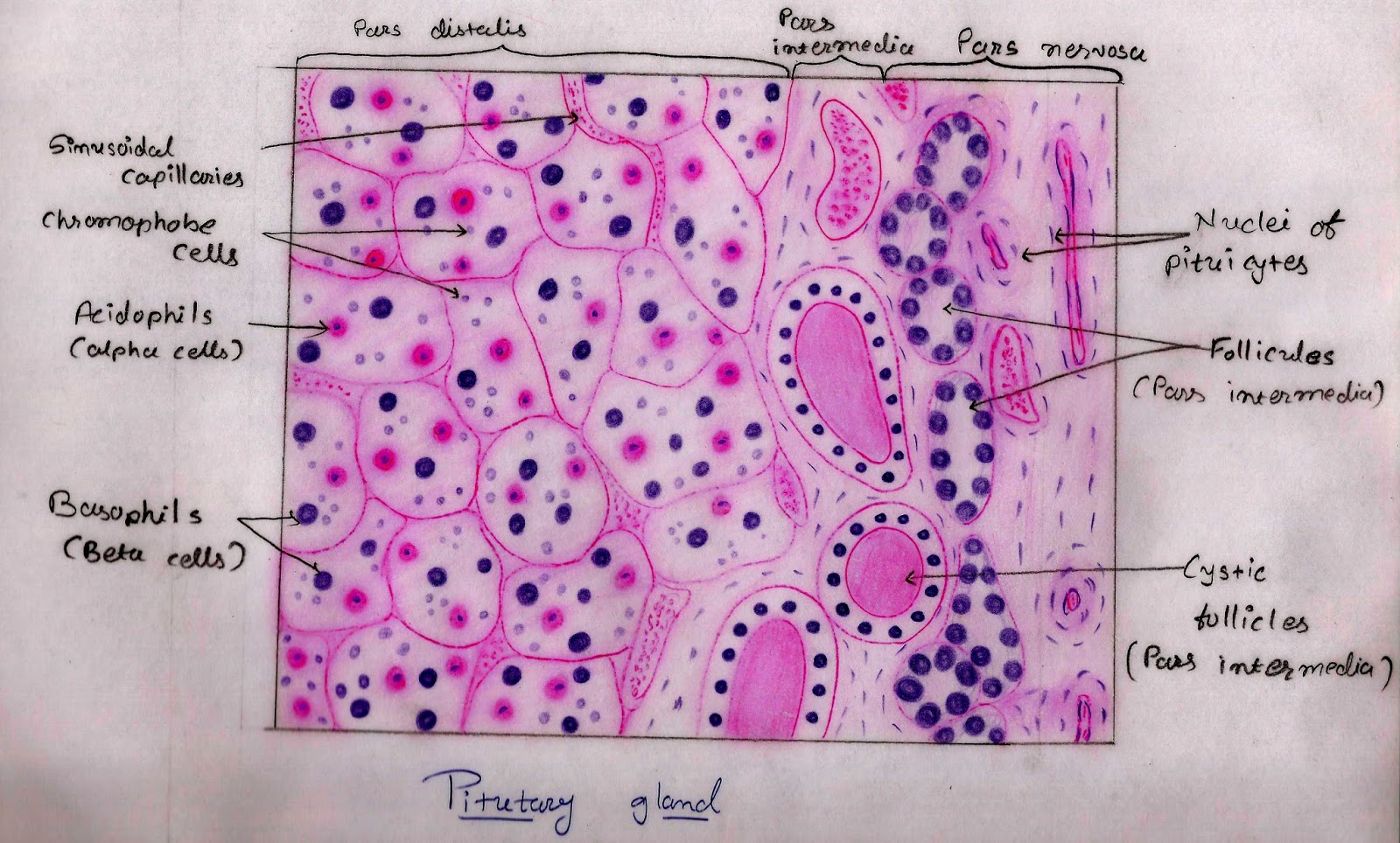 [DIAGRAM] Diagram Of Pituitary Gland Cells