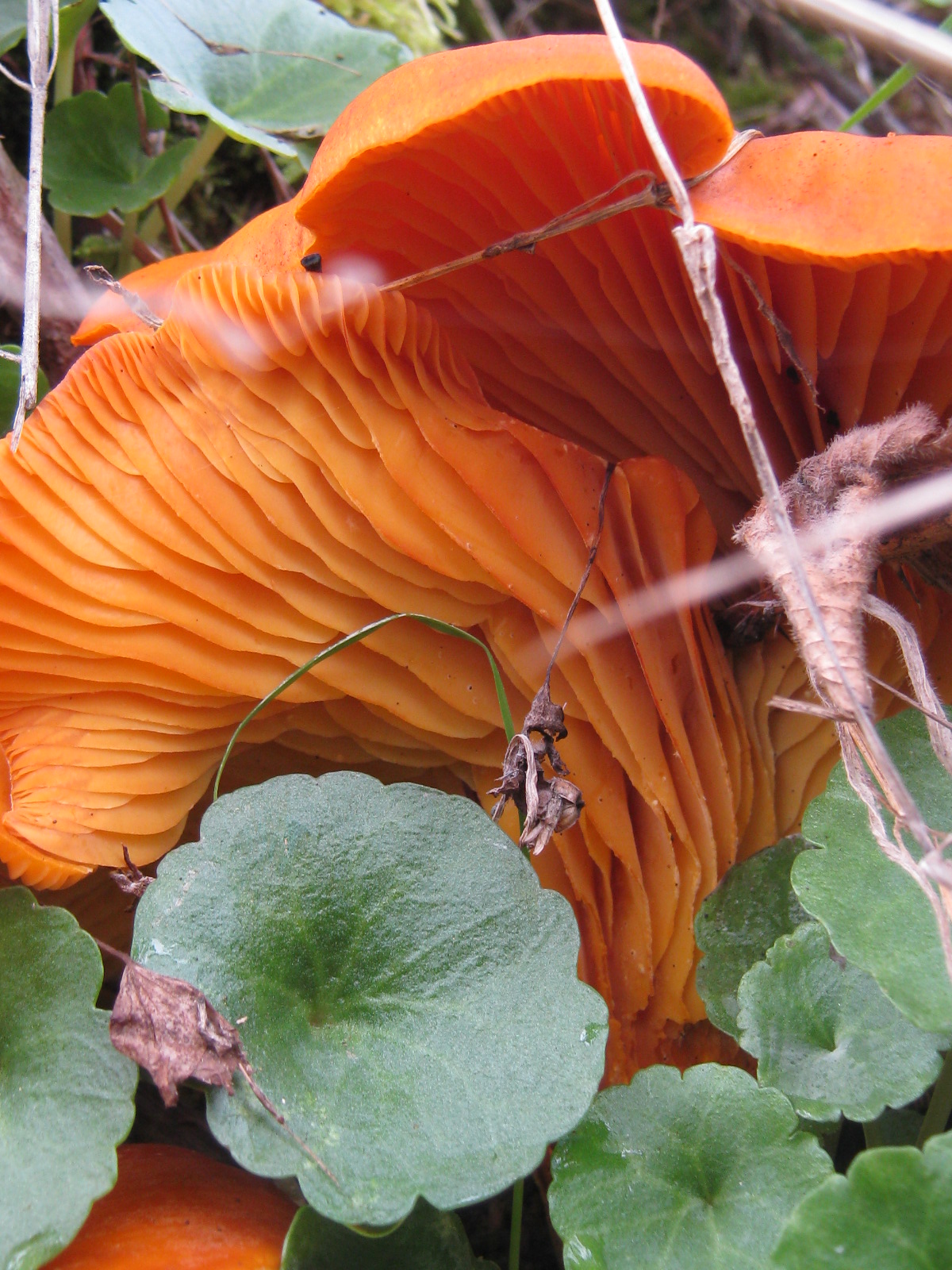 . Mushrooms Sylvia Plath