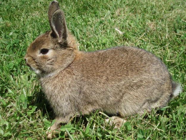 Tecnicas Pecuarias: julio 2011