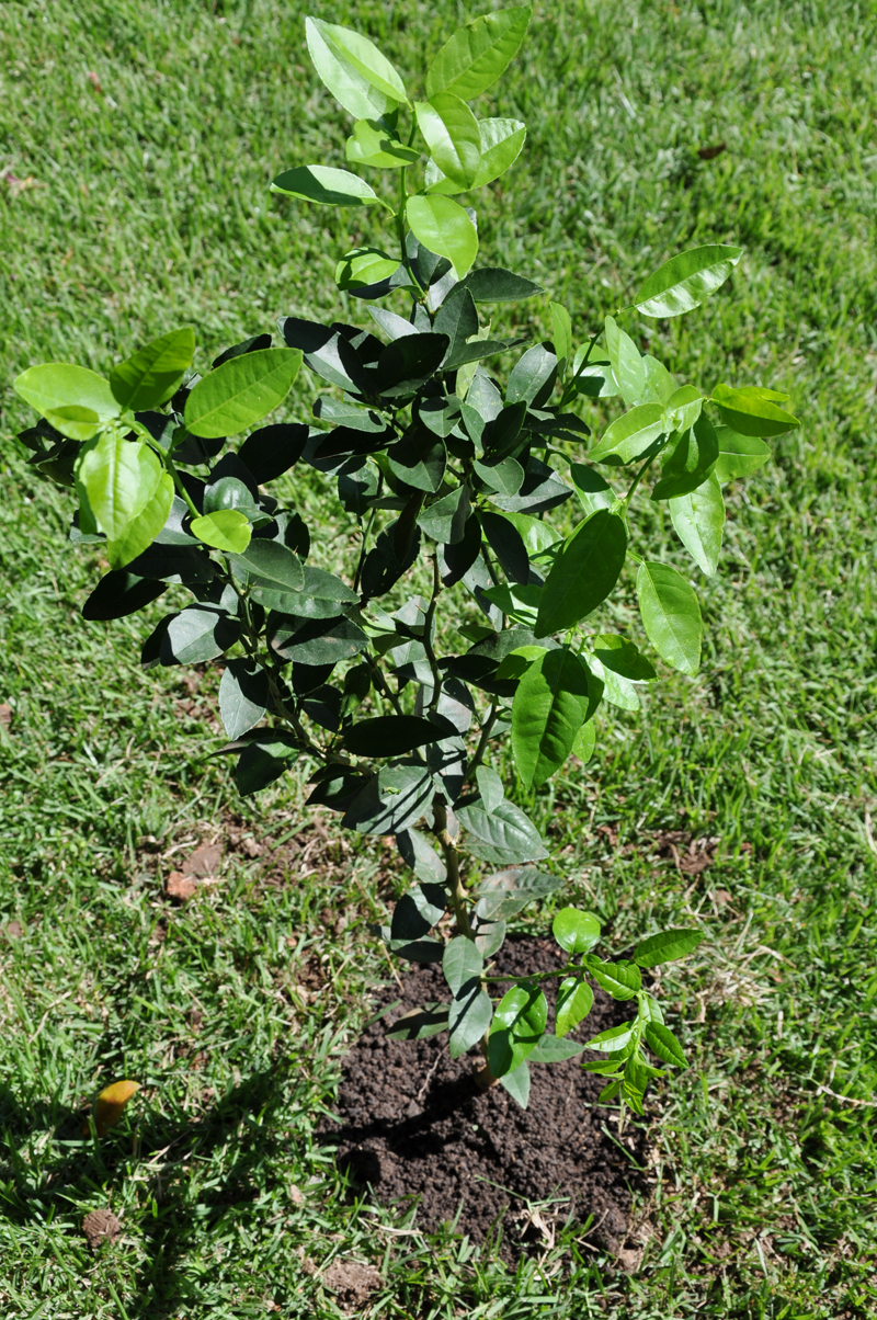 Rascunhando... Projeto Fotos 