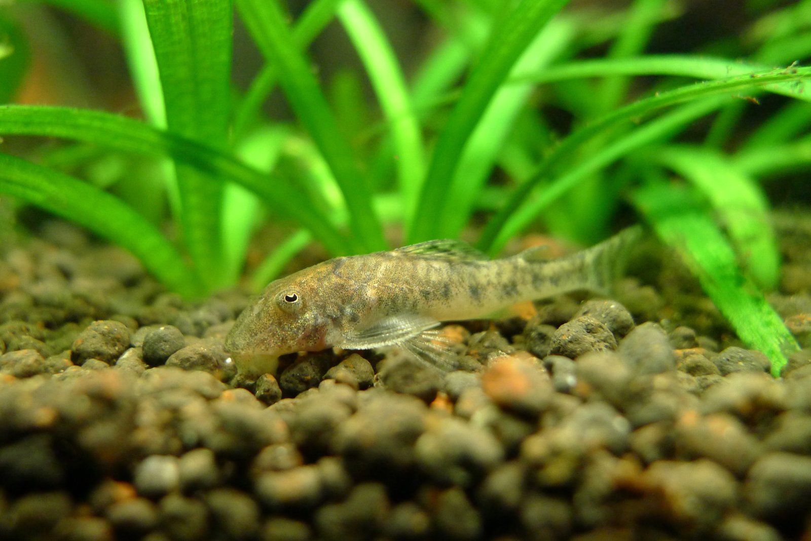 名燈天下 小靈精類 (一) (Species of Dwarf Suckermouth Catfish (1))