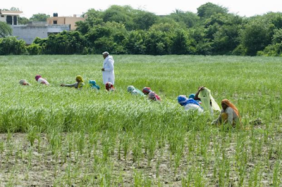 मृदा+स्वास्थ्य+कार्ड+योजना+(एसएचसी)