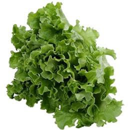 Lechuga Foto de lechuga verde