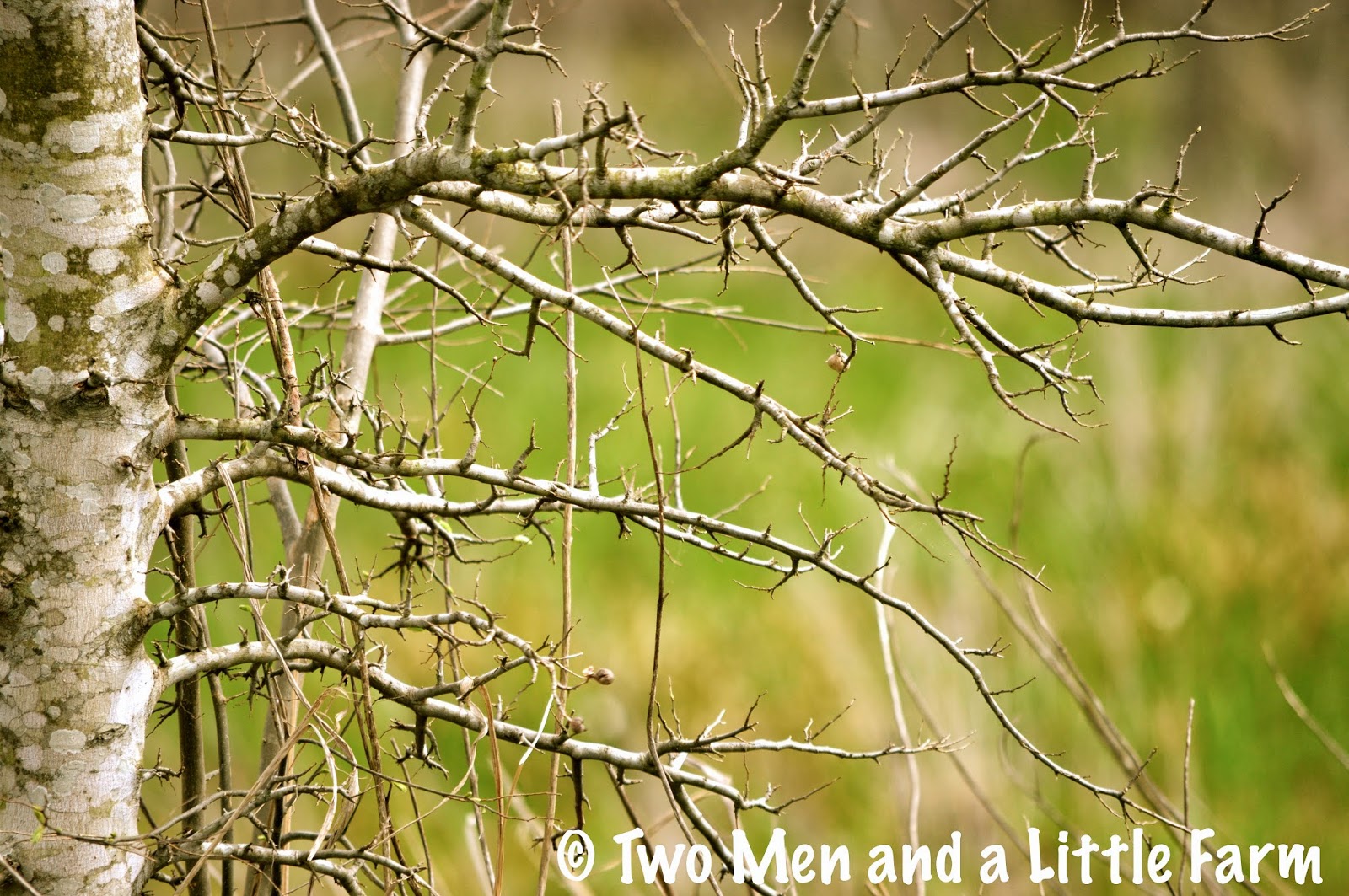 Two Men and a Little Farm: ARTISTIC TREE BRANCHES AT THE FARM