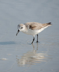 species sea birds seabirds florida