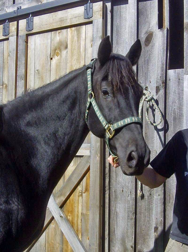 Springfield Vermont News Dream horse for sale