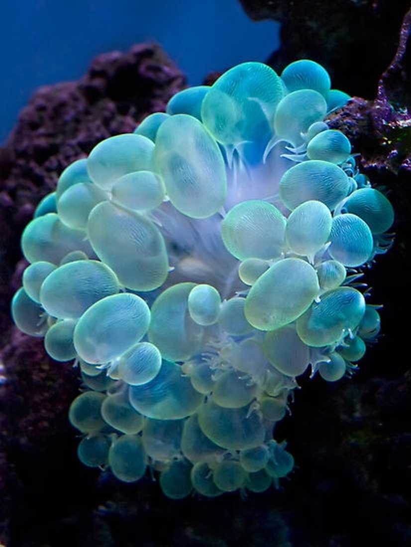 The Nicest Pictures Bubble coral