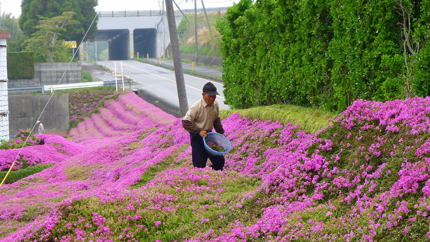 And then he began to plant flowers - Loving Husband Spends 2 Years Planting Thousands Of Flowers For His Blind Wife To Smell And then he began to plant flowers - Loving Husband Spends 2 Years Planting Thousands Of Flowers For His Blind Wife To Smell