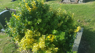 The overgrown Bush on the Grave