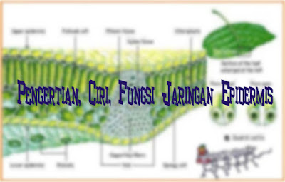 Pengertian, Ciri, Fungsi Jaringan Epidermis Pengertian, Ciri, Fungsi Jaringan Epidermis