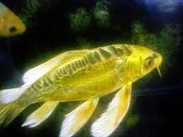Koi Mariposa Koi Mariposa