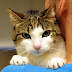 Finding The Right Pet Services And Locating Lost Pets