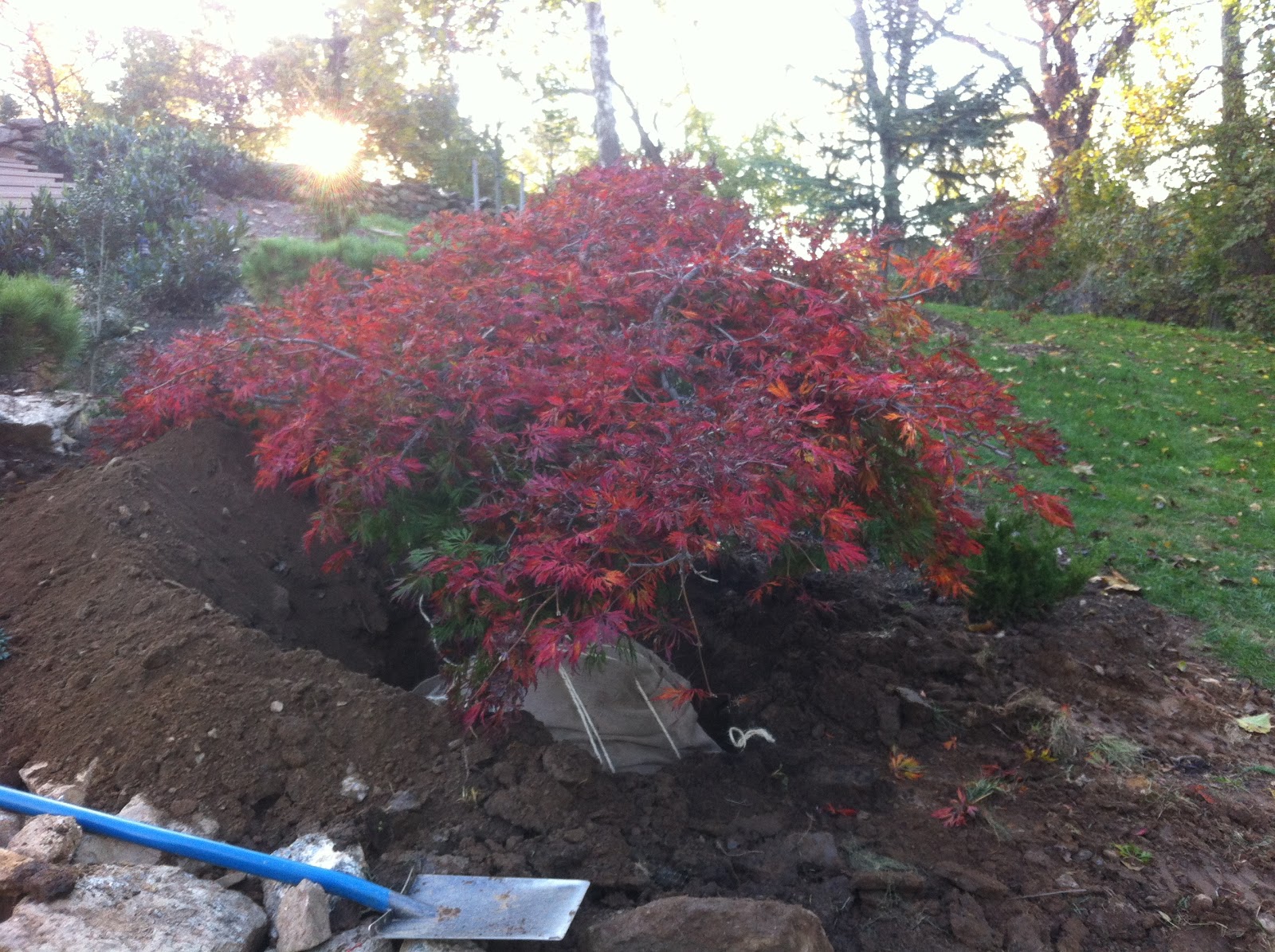 Heydonbury End Transplanting a Specimen Japanese Maple