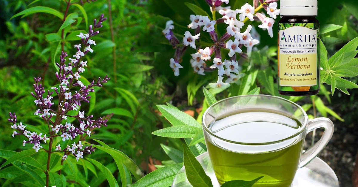 Intelliblog ALL ABOUT LEMON VERBENA