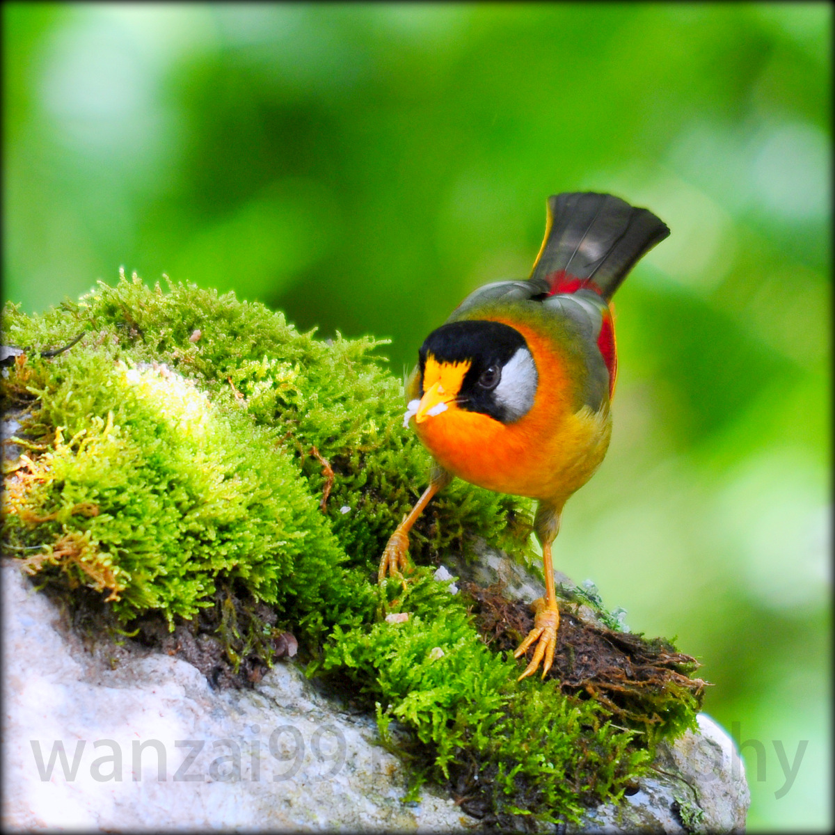 wanzai99 PHOTOGRAPHY: Burung Rimba Telinga Perak