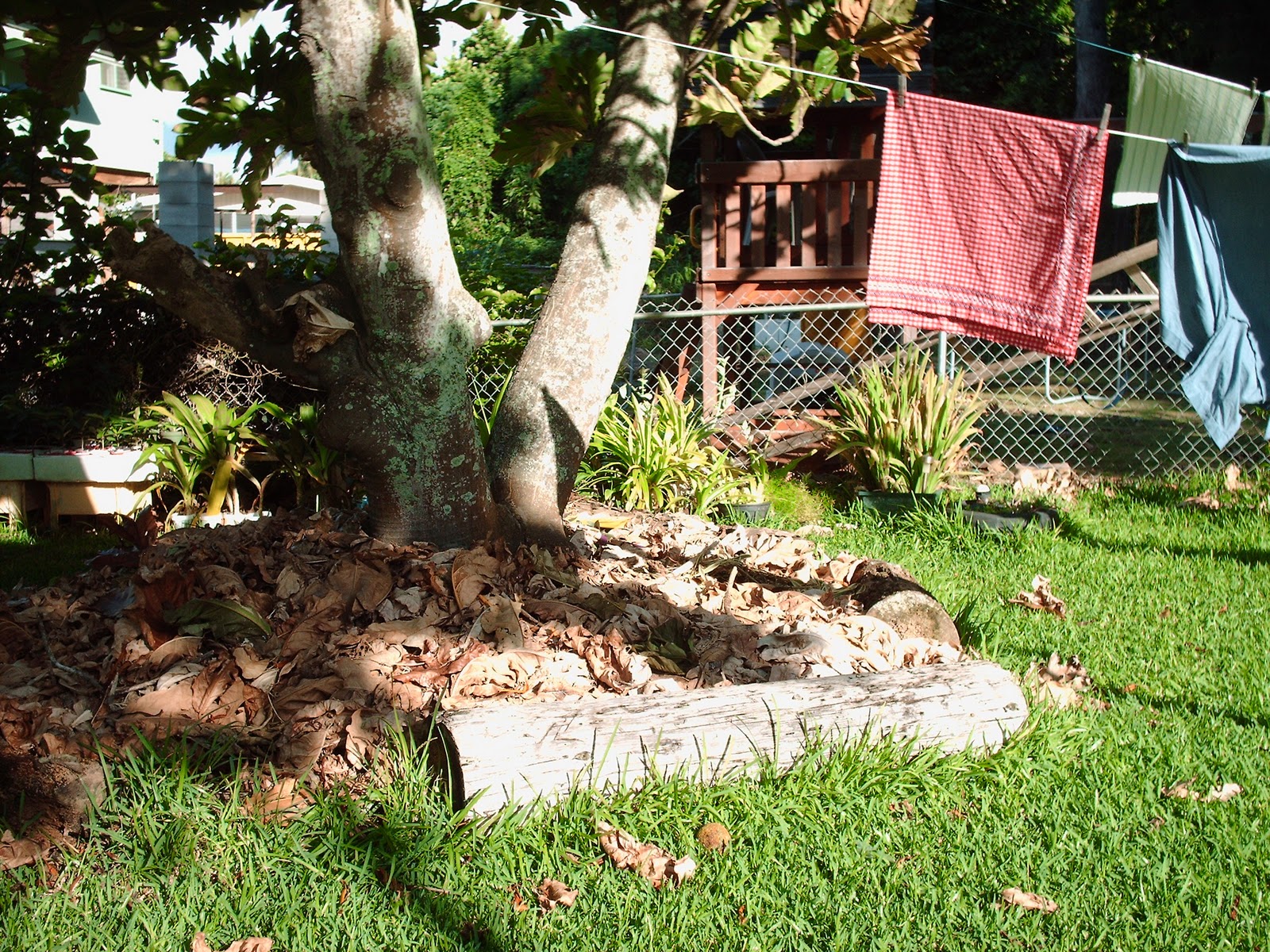 Breadfruit Tree Roots