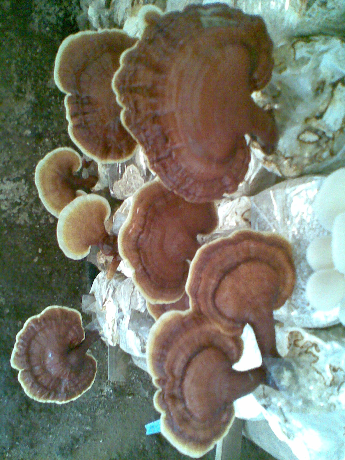 Jual Bibit Jamur Merang