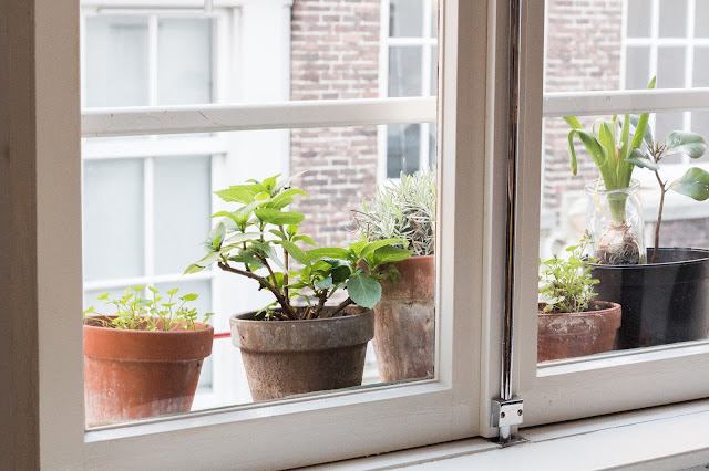 amsterdam balcón con plantas amsterdam balcón con plantas