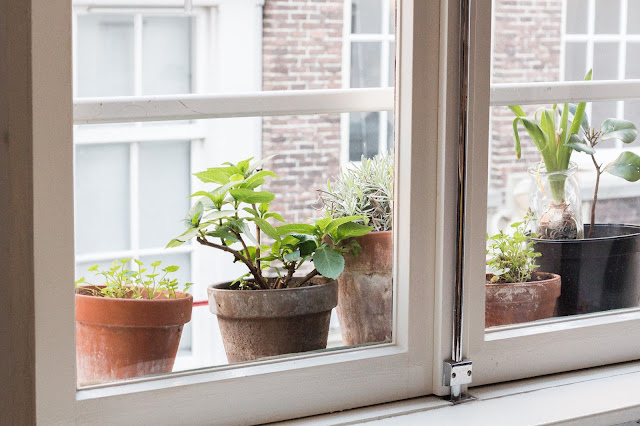 amsterdam balcón con plantas