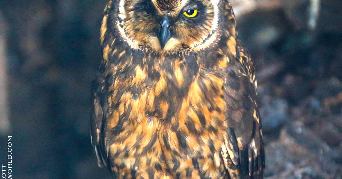 Hot lesbians tribbing behind