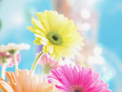 daisy flowers desktop wallpapers flower spring background colorful