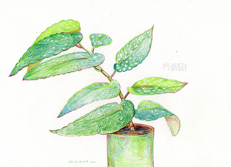 Begonia maculata Picta drawing by Alicia Sivertsson. änglavinge aliciasivert växtgäris växt